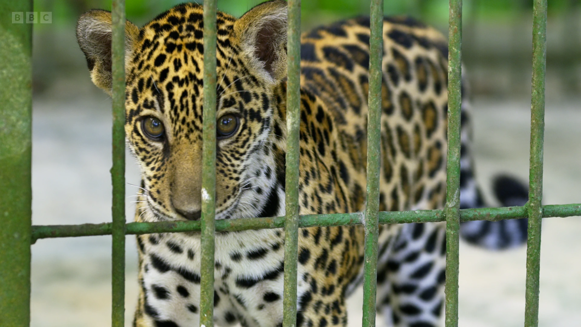Jaguar (Panthera onca) as shown in A Perfect Planet - Humans